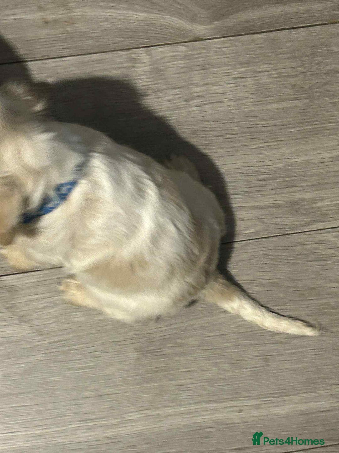Cockapoo dogs for sale: 5 beautiful cockapoo's - Image 14