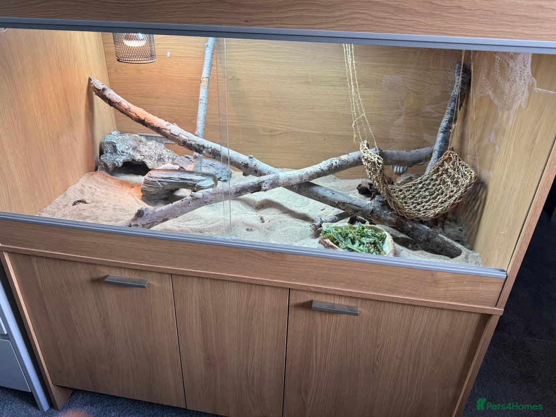 Dragon reptiles for sale: Bearded Dragon - Re-home needed - Image 3