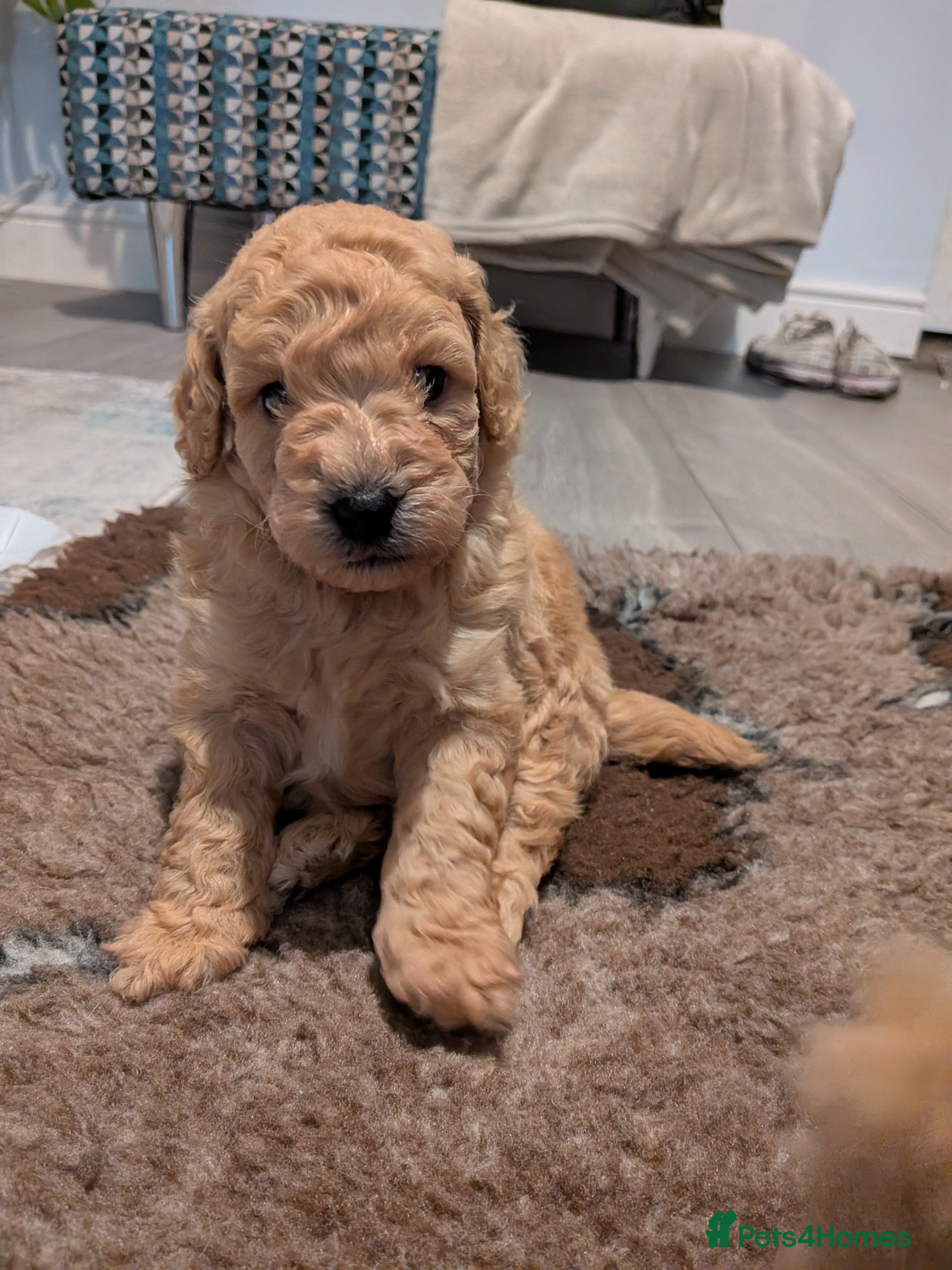 Lhasapoo dogs 4 gorgeous male lhasapoo puppies  - Advert 1