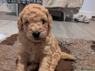 Lhasapoo dogs 4 gorgeous male lhasapoo puppies - Advert 1