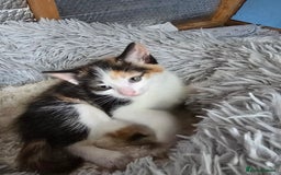 Mixed Breed cats for sale: Premium mixed breed kittens - Image 31