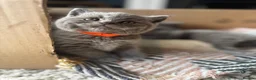 British Shorthair cats for sale: 🐾 British Short Hair Kittens 🐾 - Advert 4
