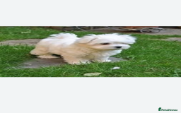 Maltese dogs for sale: Maltese - Image 5