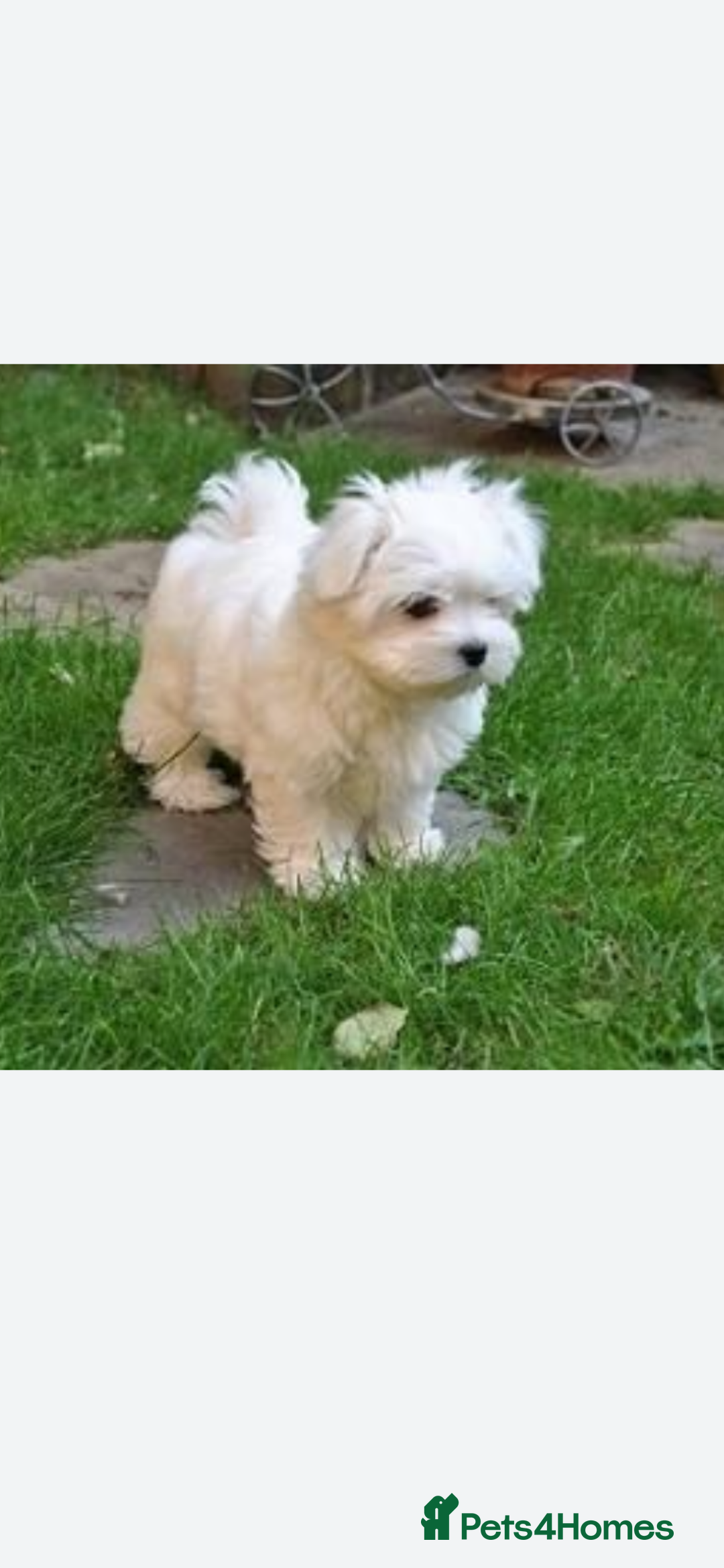 Maltese dogs for sale: Maltese - Image 5