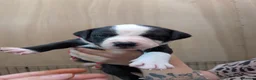 Mixed Breed dogs for sale: Borador bully puppies x3 girl viewings now  - Advert 16