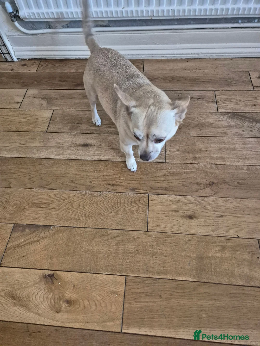 Chihuahua dogs for sale: Cheque  - Advert 1
