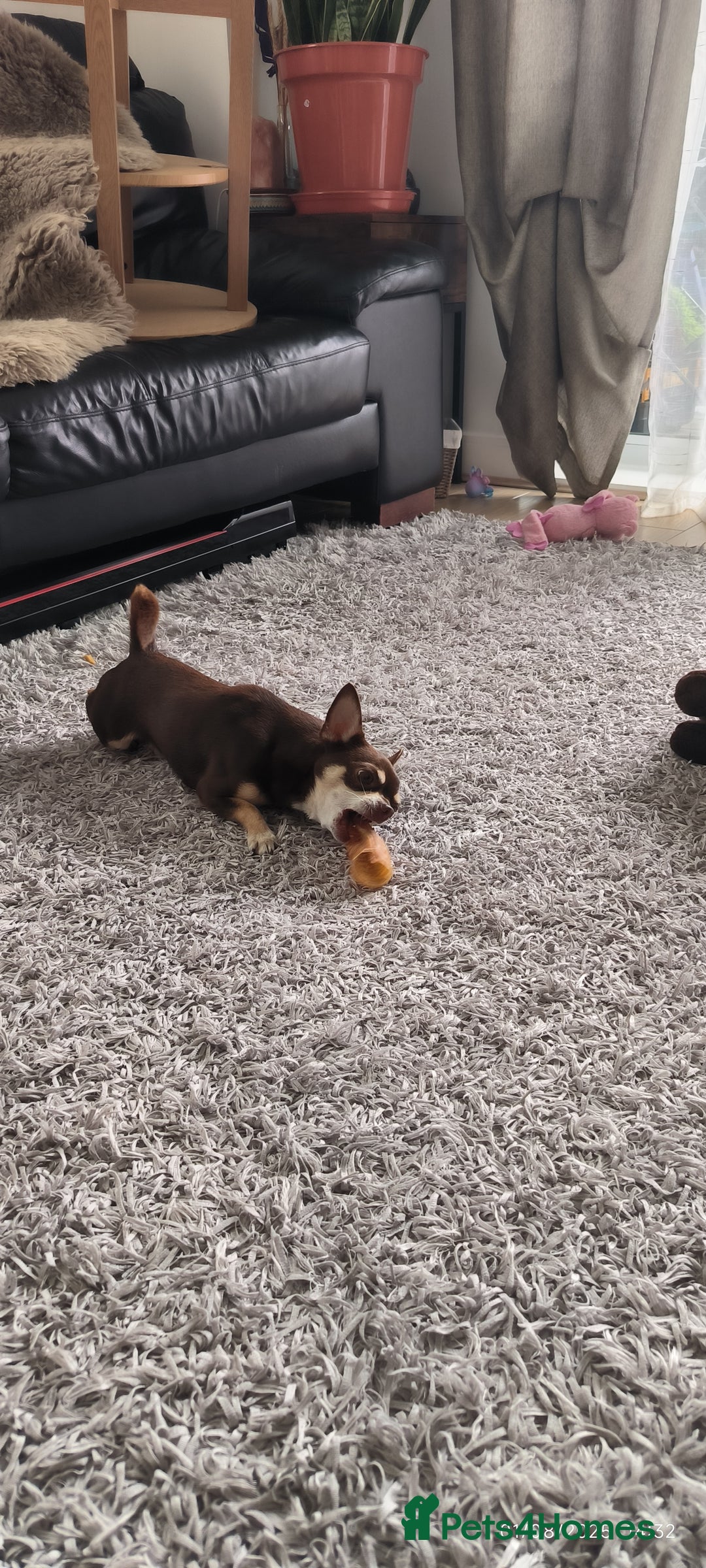 Chihuahua dogs for sale: Simba chocolate chihuahua - Advert 2