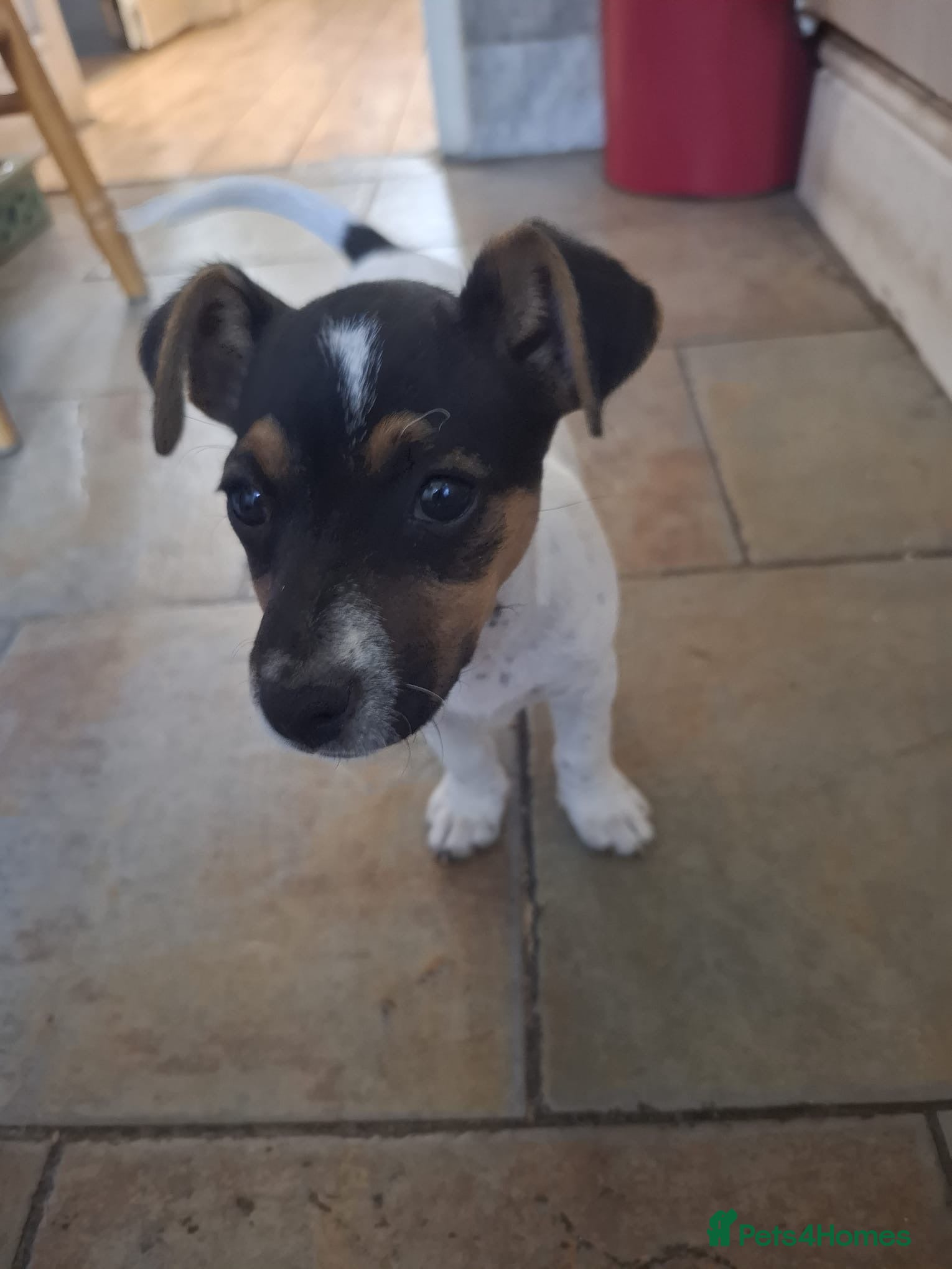 Jack Russell dogs CUTE Jack russel puppies great pedigree healthy  - Advert 14