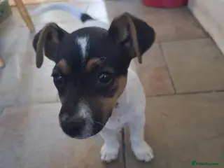 Jack Russell dogs CUTE Jack russel puppies great pedigree healthy - Advert 14