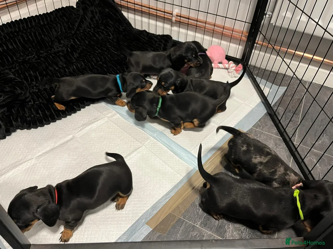 Miniature Dachshund dogs for stud: 🔥For stud proven miniature dachshund🔥   in Windsor - Advert 17