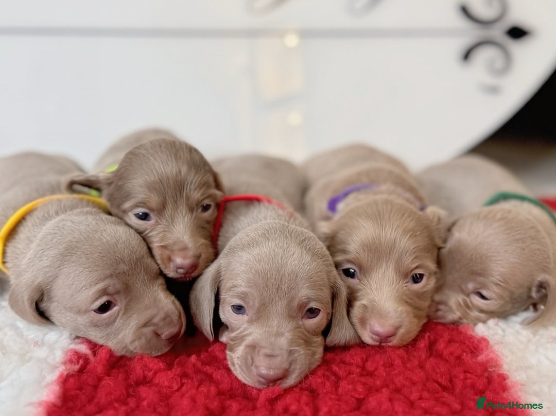 Miniature Dachshund dogs for stud: STORM CALL true Isabella & Tan long haired KC 5* in Stockport - Image 7