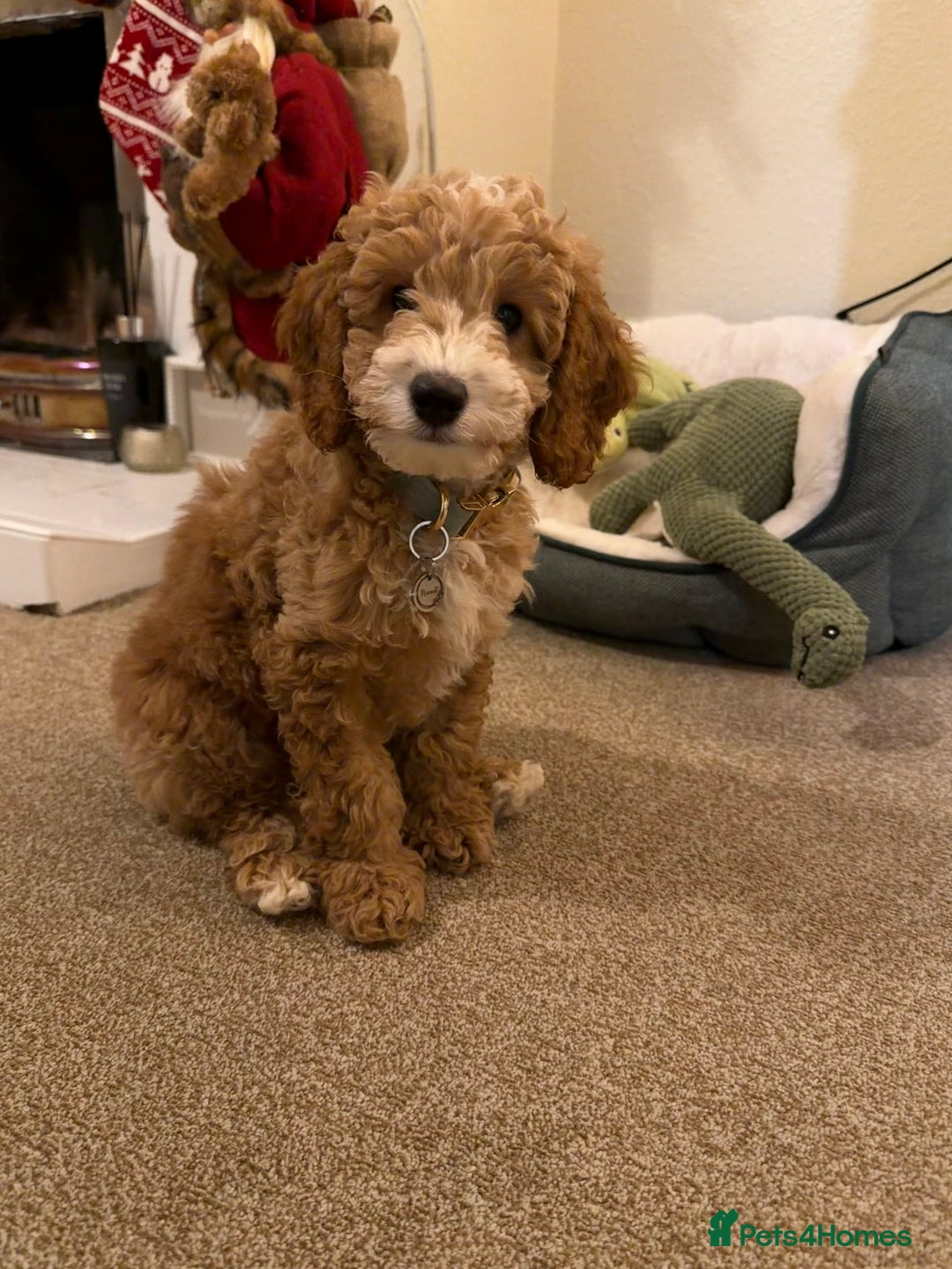 Cockapoo dogs for sale: Male cockapoo  - Advert 1