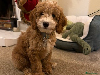 Cockapoo dogs Male cockapoo - Advert 15