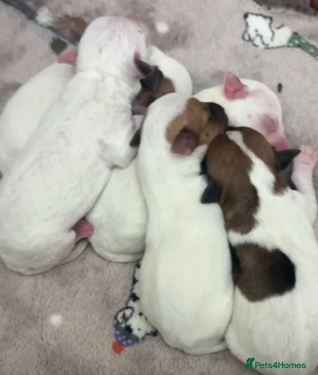 Jack Russell dogs for sale: Beautiful wire haired Jack Russell Puppies - Advert 12