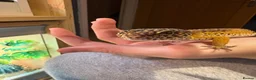 Leopard Gecko reptiles for sale: Breeding leopard gecko pair  - Advert 6