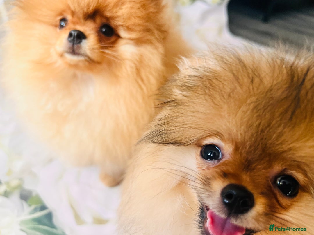 Pomeranian dogs for sale: 💗Last girl left! Royal Orange Pomeranian Pedigree - Image 17