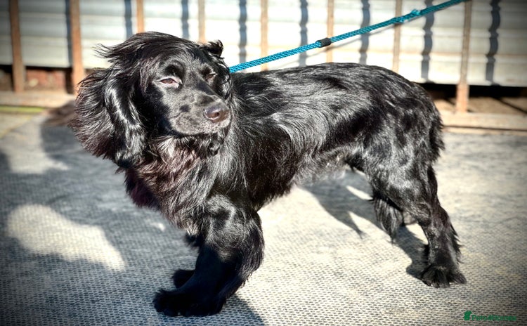 Cocker Spaniel dogs - Advert 2