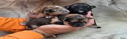 Mixed Breed dogs for sale: Unique Poo-Shi puppies - Advert 6