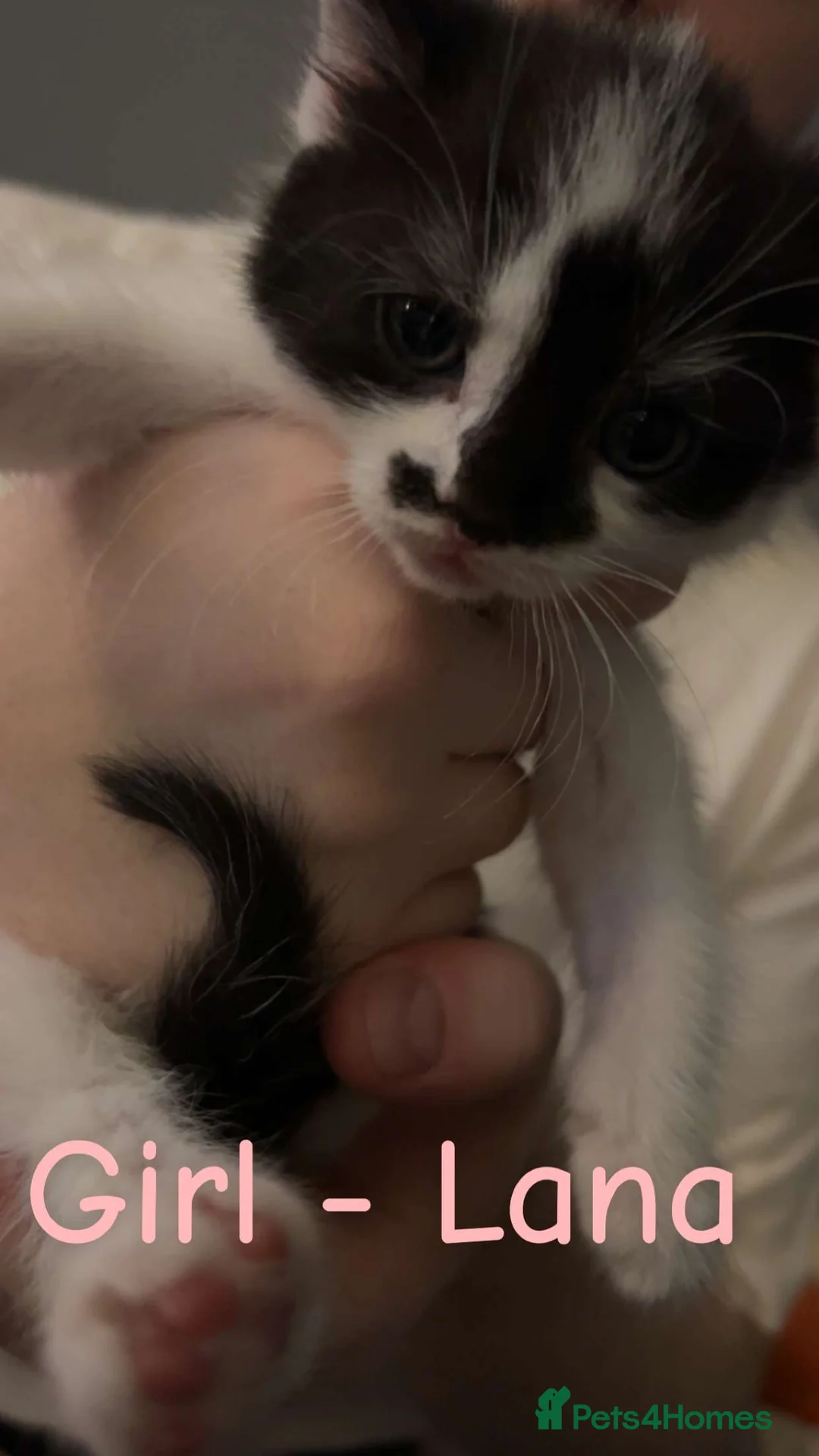 Mixed Breed cats for sale: Cute kittens almost ready for their forever homes - Advert 2