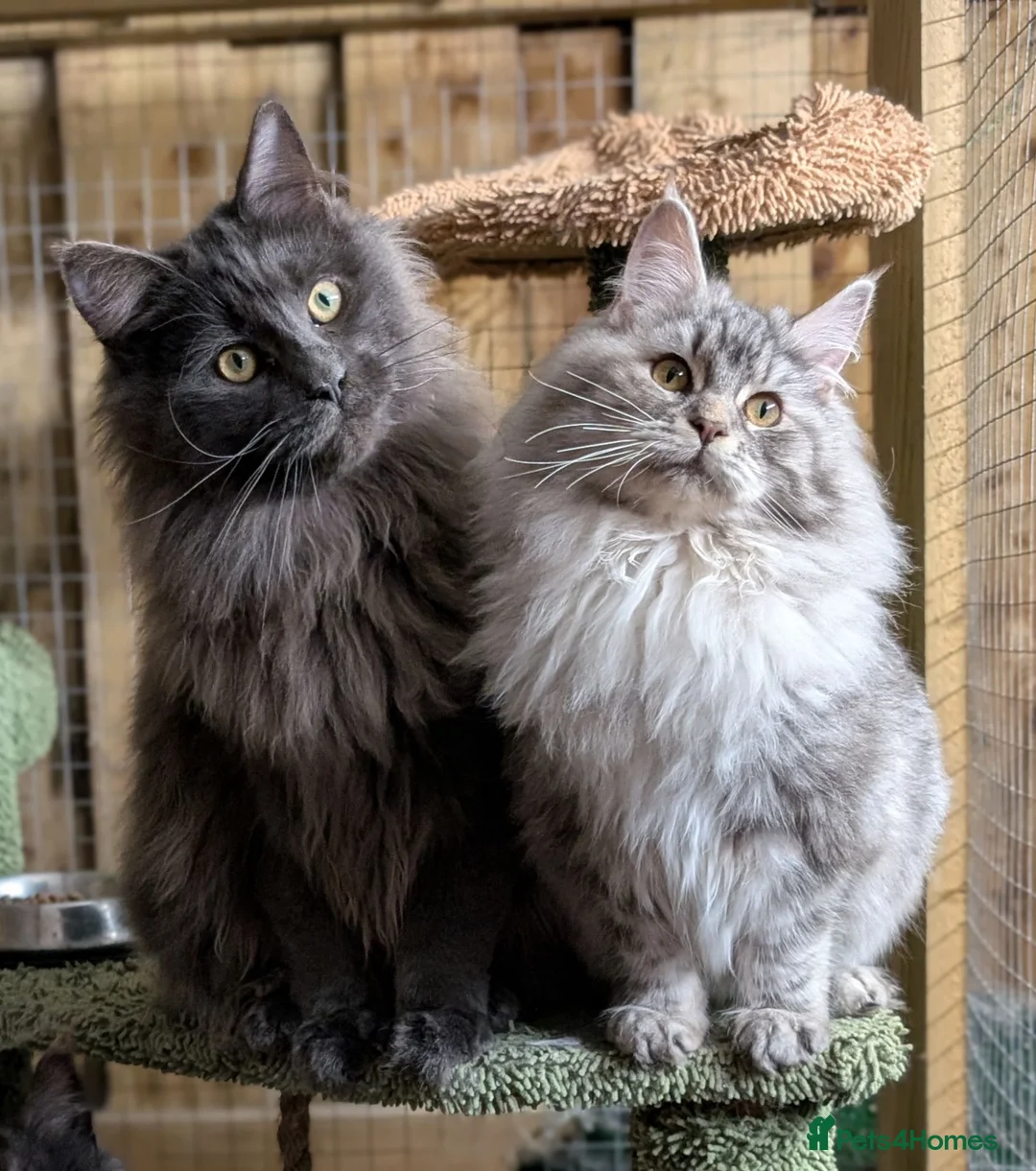 Maine Coon cats for sale: Pure Bred Maine Coon Kittens - Advert 35