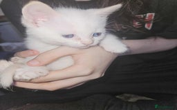 Sphynx cats for sale: Snow coated shpynx with sky blue eyes - Image 8