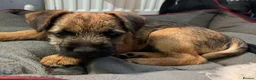 Border Terrier dogs for stud: Border terrier for stud  - Advert 5