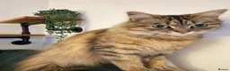 Domestic Shorthair cats for sale: 2 year old cat for rehoming - Advert 10