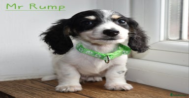 Miniature Dachshund dogs - Advert 3