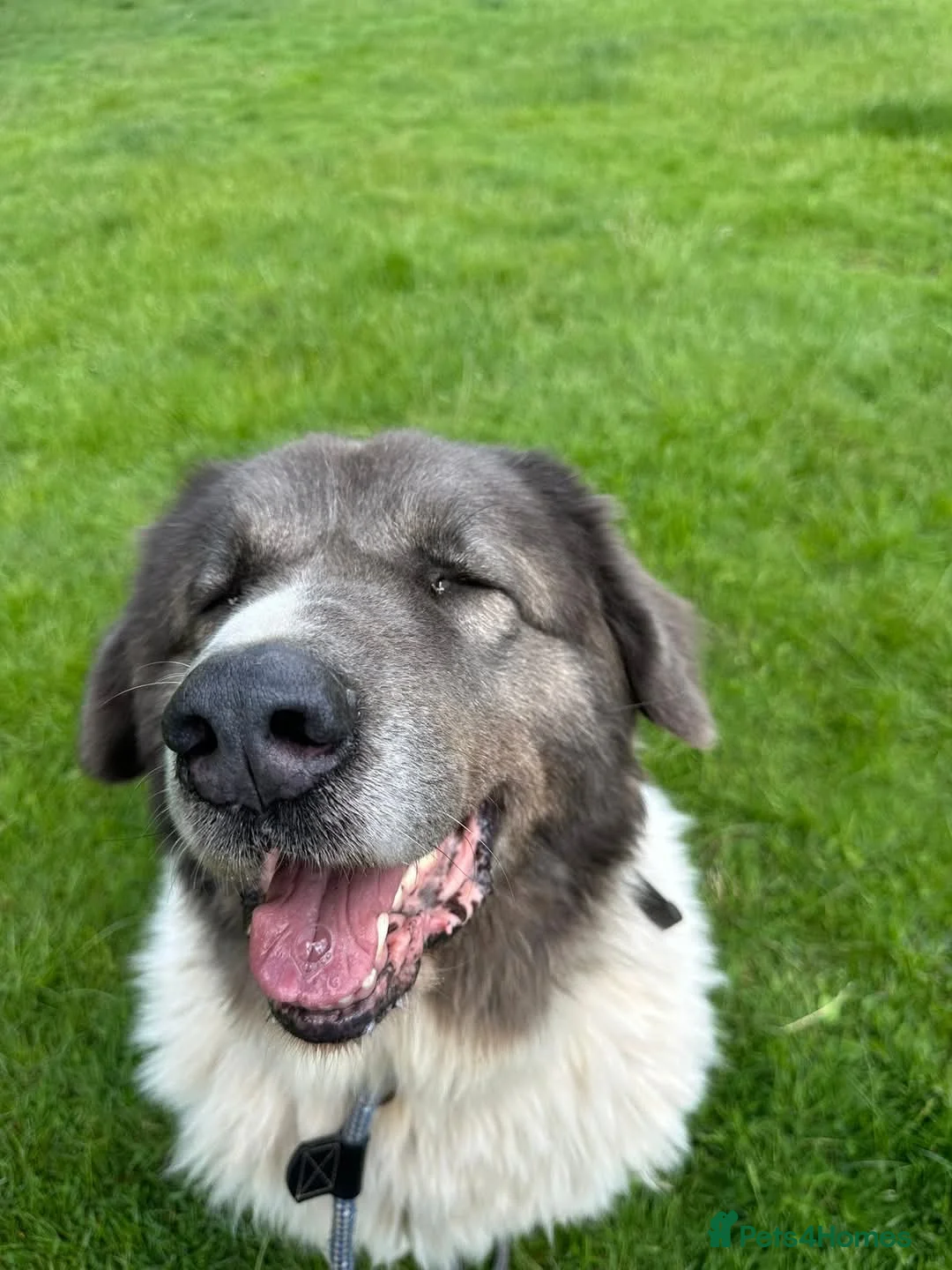 Caucasian Shepherd Dog dogs for adoption: Coco  - Advert 4
