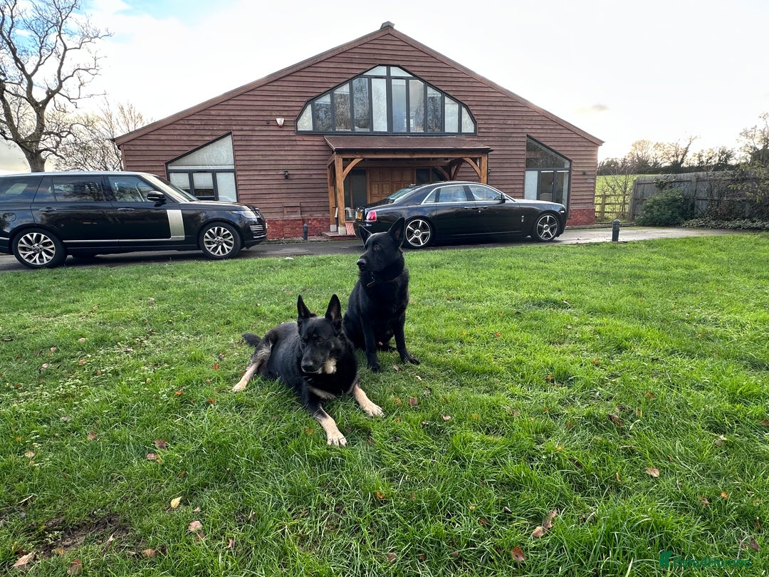 German Shepherd dogs for sale: ONE EXCLUSIVE FEMALE GSD PUP, HOME RARED AND BRED. - Advert 21