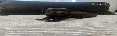 Cane Corso Puppy 1