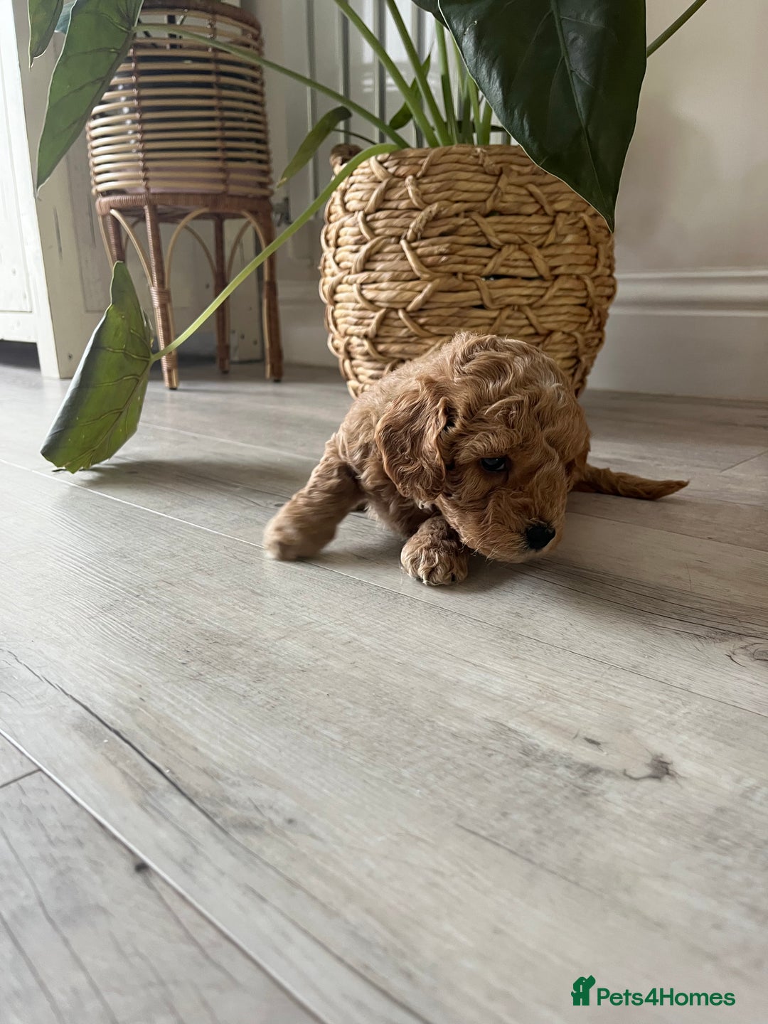 Cockapoo dogs for sale: F1B Miniature cockapoo puppies🌟DNA health checked - Image 4