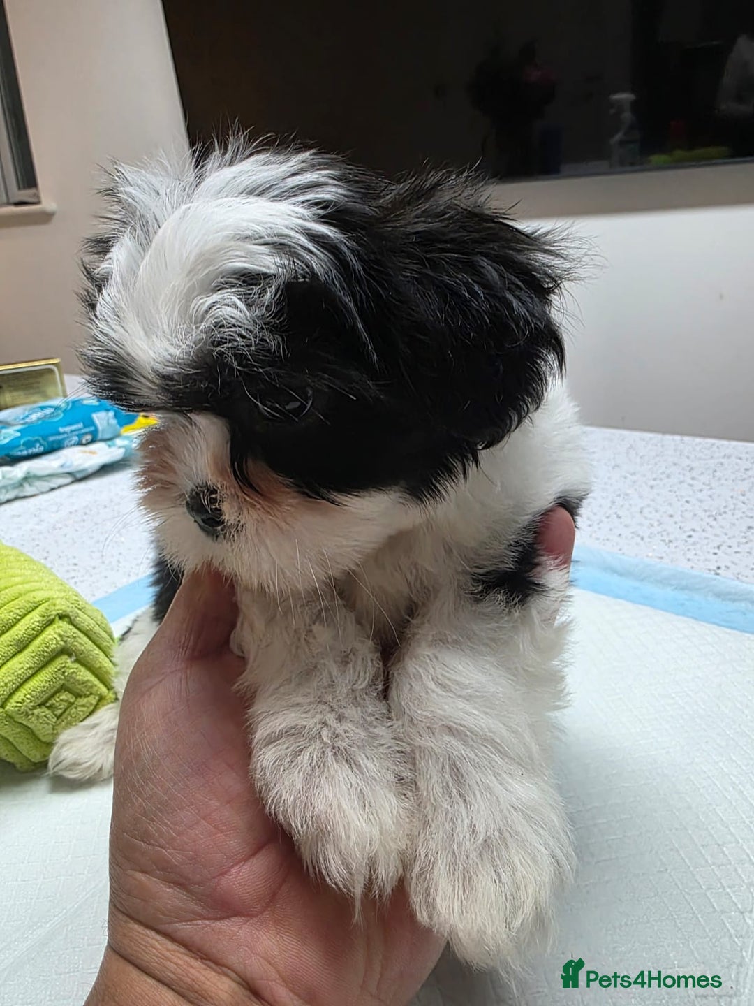 Malshi dogs for sale: Male Malshi Pups - Advert 8