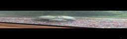 Terrapin reptiles for sale: 2 musk turtles for sale - Advert 3