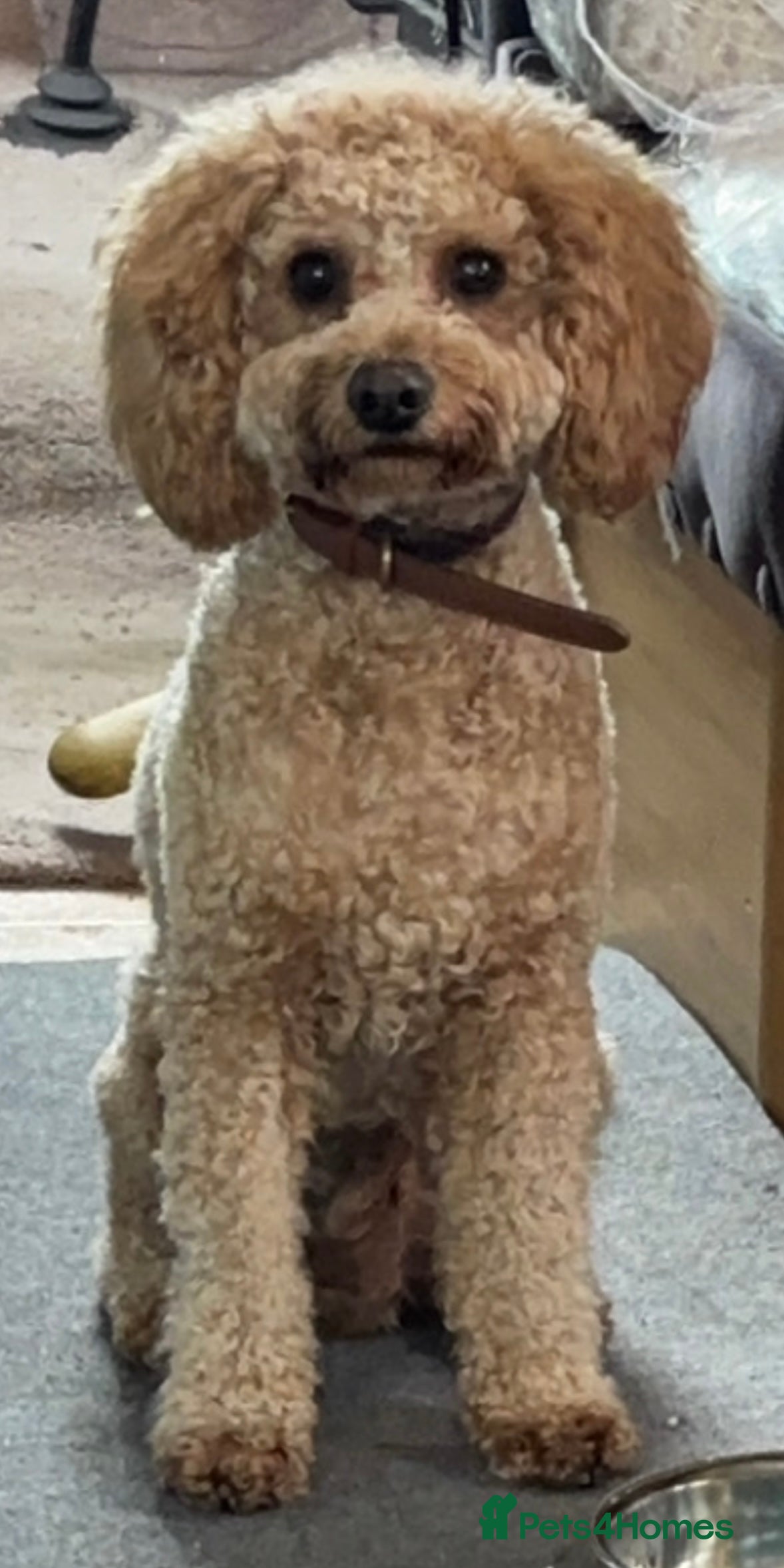 Cavapoochon dogs Apricot Male Cavapoovhon - Advert 4