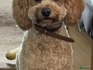 Cavapoochon dogs Apricot Male Cavapoovhon - Advert 3