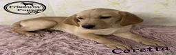 Labrador Retriever dogs for sale: 💛 Coretta 💛 Yellow Labrador Girl 💛 Ready Now 💛 - Advert 17