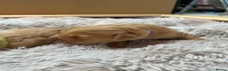 Golden Retriever dogs for sale: Adorable litter of 4 Golden Retriever puppies - Advert 6