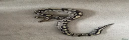 Python Snake reptiles for sale: Ball pythons various - Advert 4