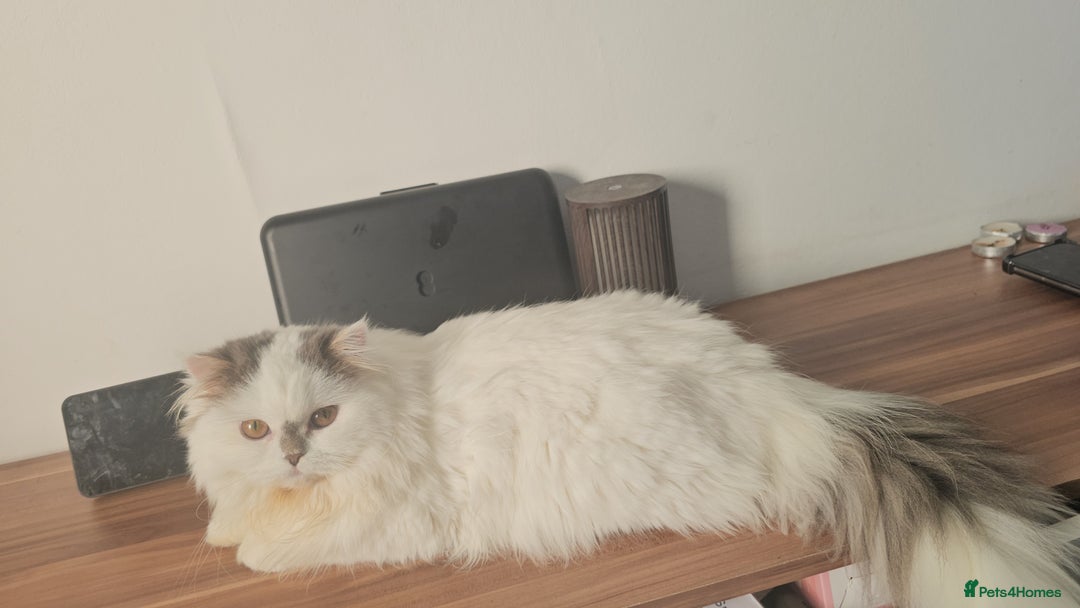 Scottish Fold cats for sale: A very beautiful Scottish Fold kitten - Advert 11