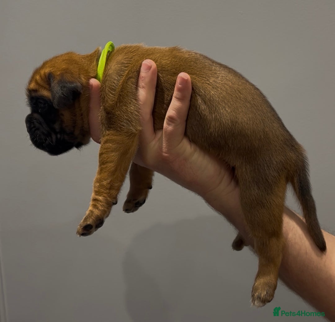 Boxer dogs for sale: 9 Beautiful Boxer Puppies - Pet Only  - Advert 20