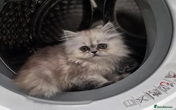 Persian cats for sale: Beautiful Grey Tortie Persian Kitten  - Image 1