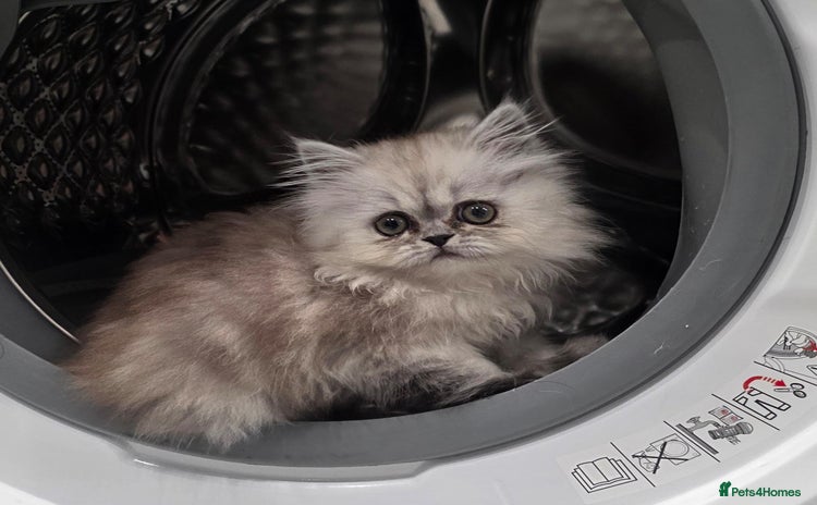 Persian cats - Advert 4