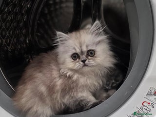 Persian cats - Advert 30