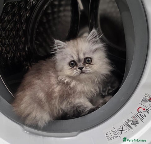Persian cats - Advert 4