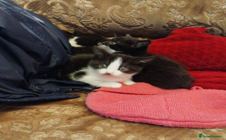 Mixed Breed cats - Advert 1