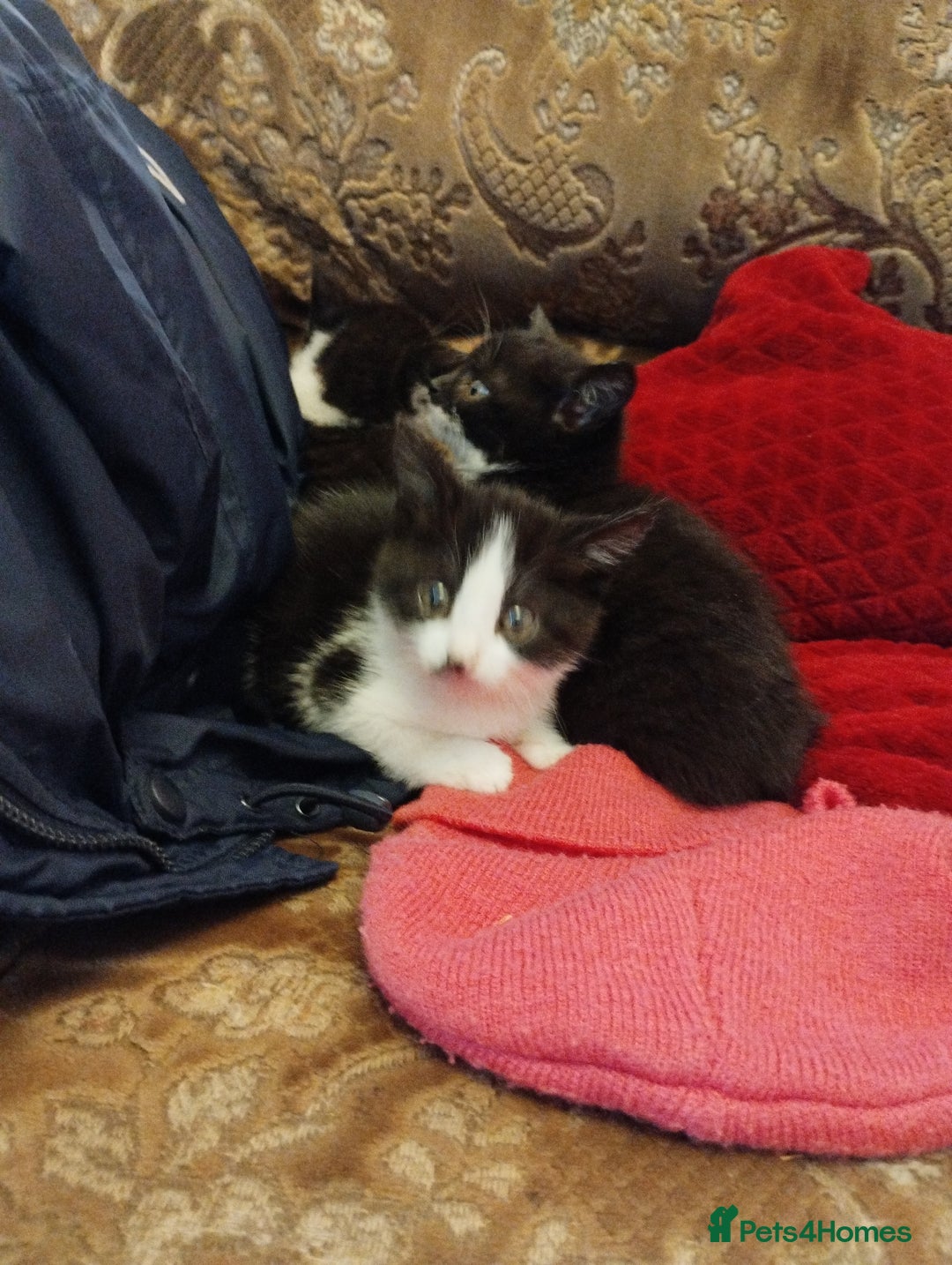 Mixed Breed cats for sale: Beautiful kitten's  - Image 1
