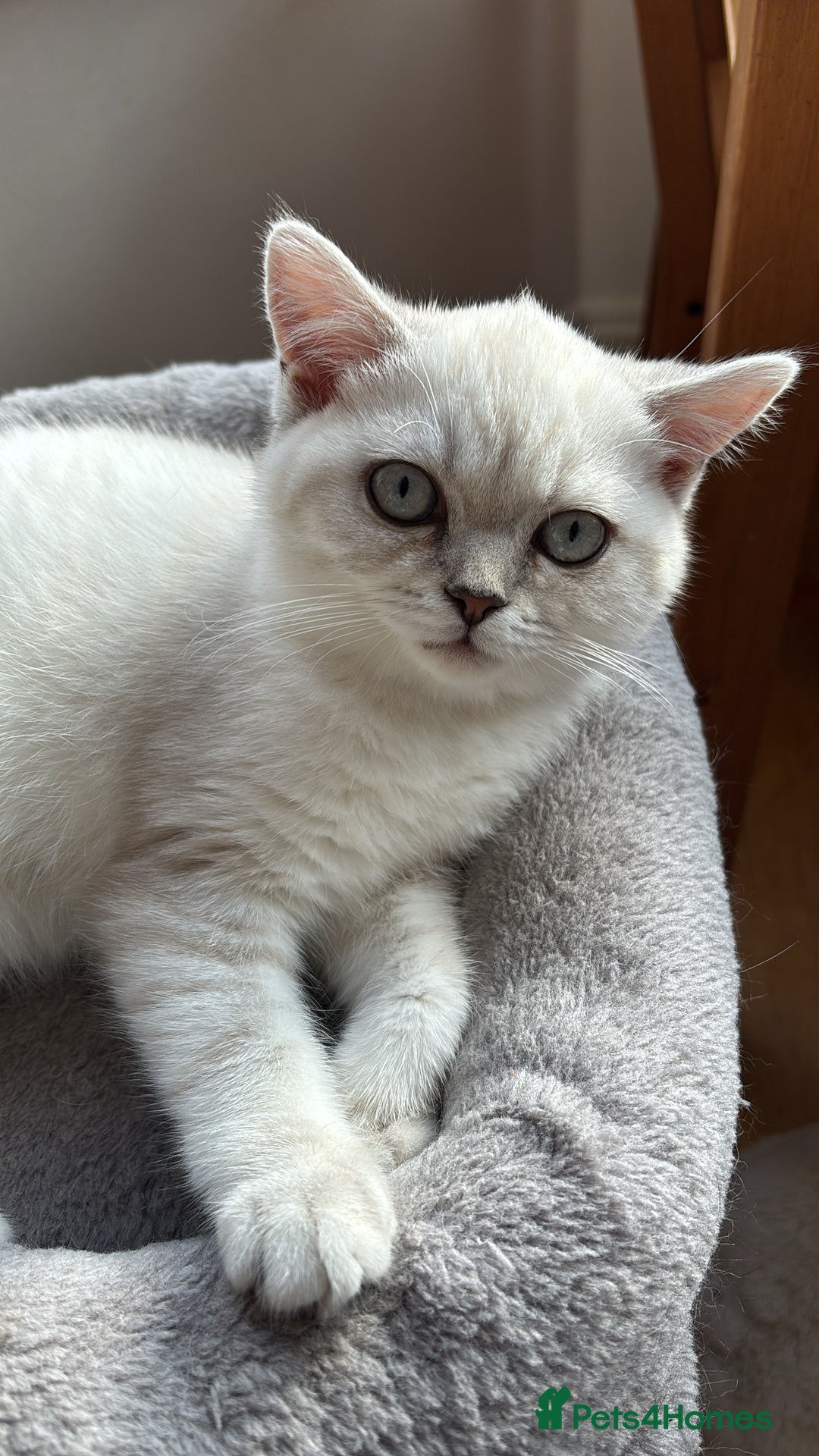 British Shorthair cats for sale: Silver shaded British Shorthair Kitten - Image 4
