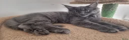 Maine Coon cats for sale: 📢Last GIRL - Maine CoonXRagdoll Kittens - Advert 2
