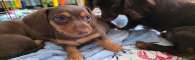 Miniature Dachshund 2